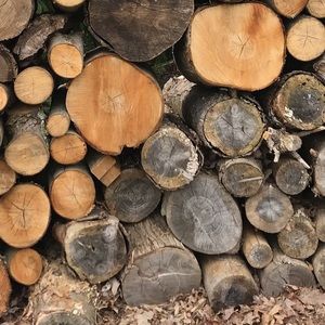 Meet your Posher, Lizzie